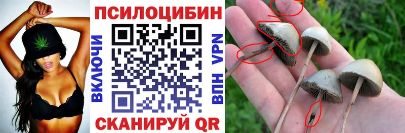 Псилоцибиновые грибы Cubensis  Константиновск 